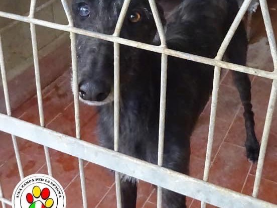 Adotta un cane, maschio, 5 anni e 4 mesi, Milano