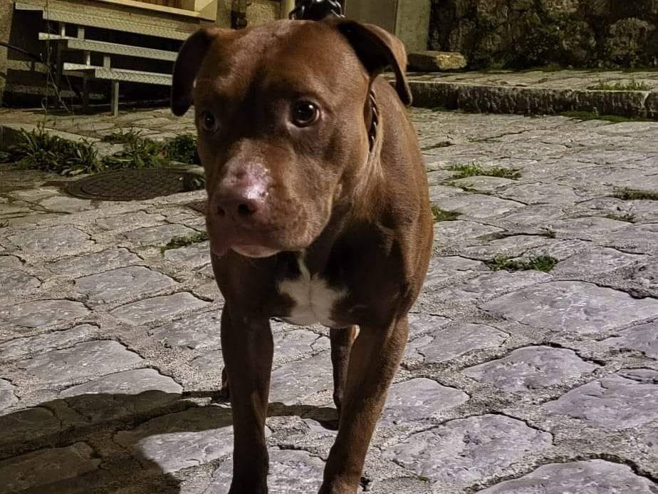 Adozione cane, femmina, Pitbull, 2 anni  e 7 mesi , taglia media, Potenza