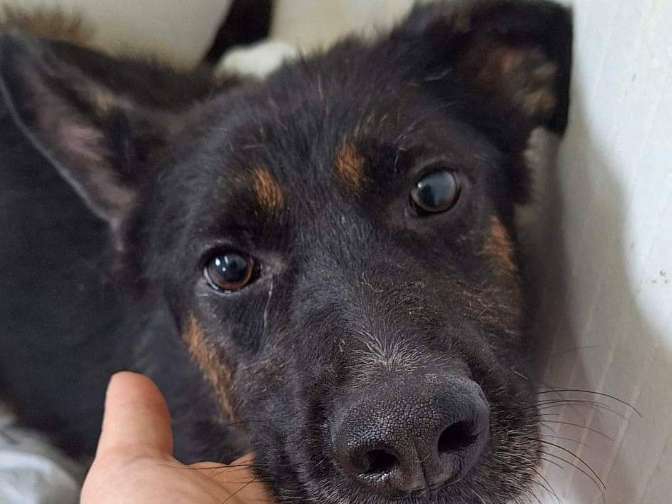 Adotta un cane, taglia media, femmina, Potenza