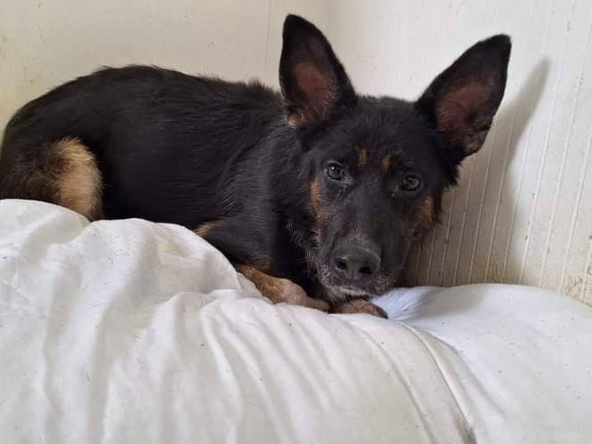 Vuoi adottare un cane a Potenza?