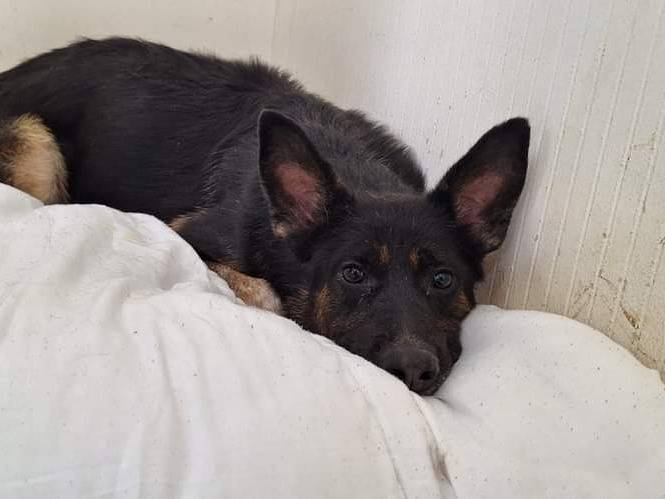 Adotta il cane Queen a Potenza