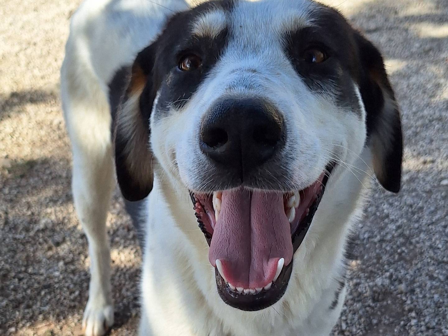 Foto dell'animale