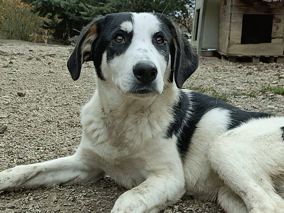 Adotta un cane, maschio, 1 anno e 9 mesi , Potenza