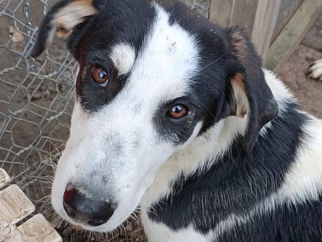 Adotta un cane, taglia media, maschio, Potenza