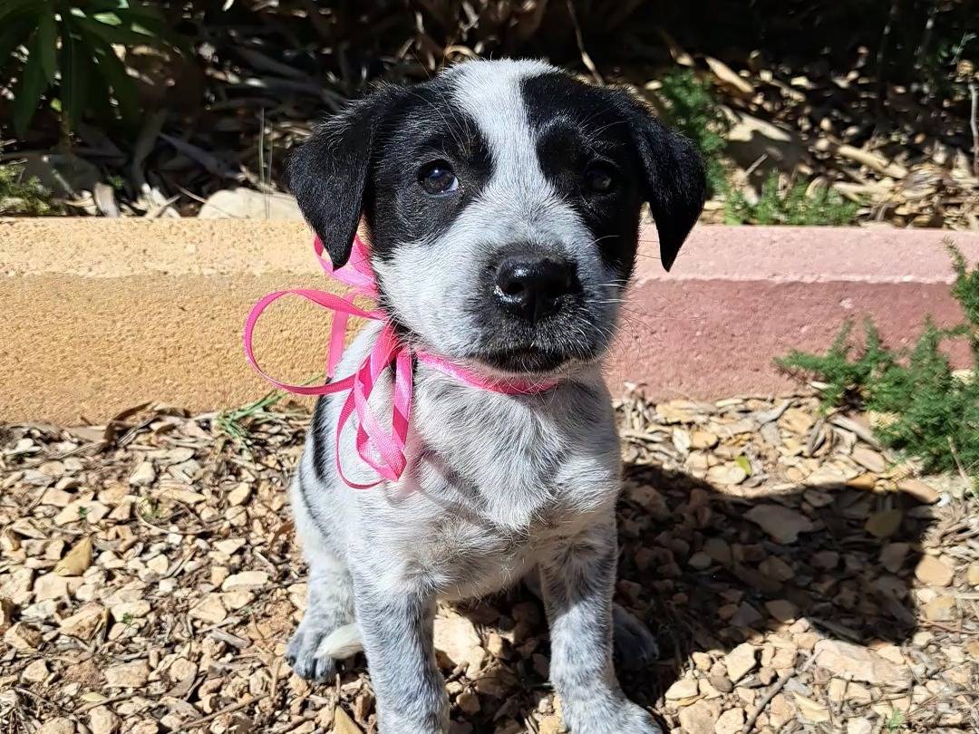 Adozione cane, femmina, meticcio, 1 anno e 6 mesi, taglia media, Trapani