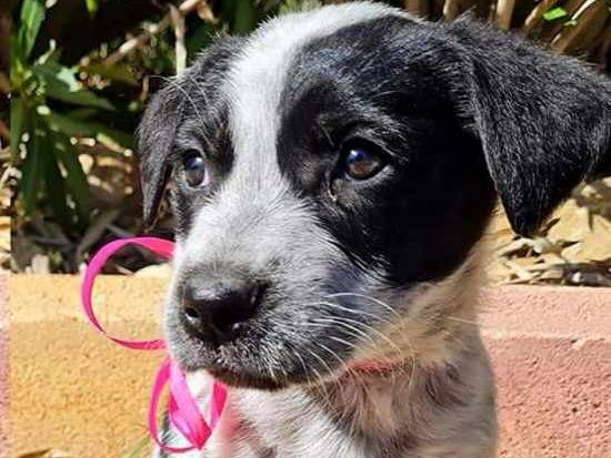 Adotta un cane, femmina, 1 anno e 6 mesi, Trapani
