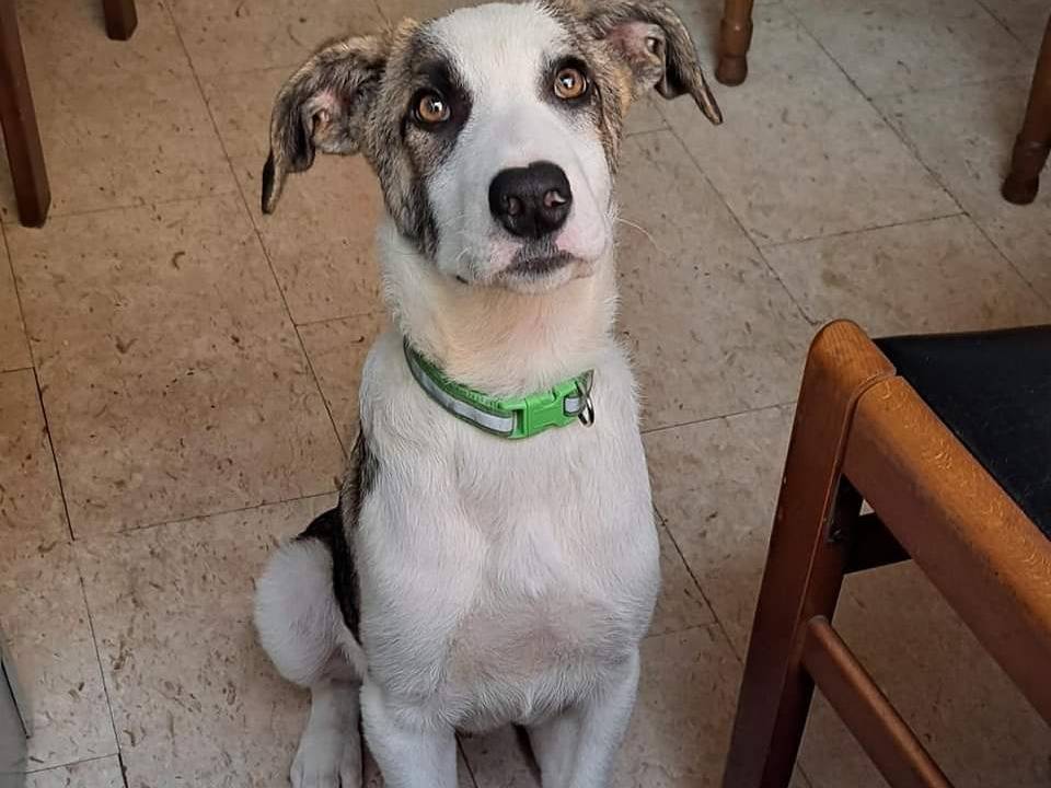 Adozione cane, maschio, meticcio, 1 anno e 8 mesi, taglia media, Torino