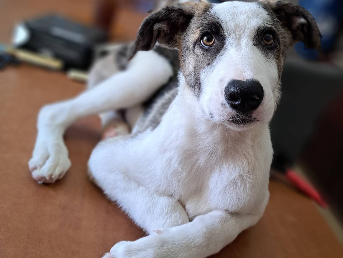 Adotta un cane, maschio, 1 anno e 8 mesi, Torino