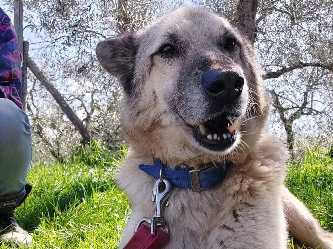 Adotta un cane, maschio, 9 anni  e 9 mesi , Viterbo