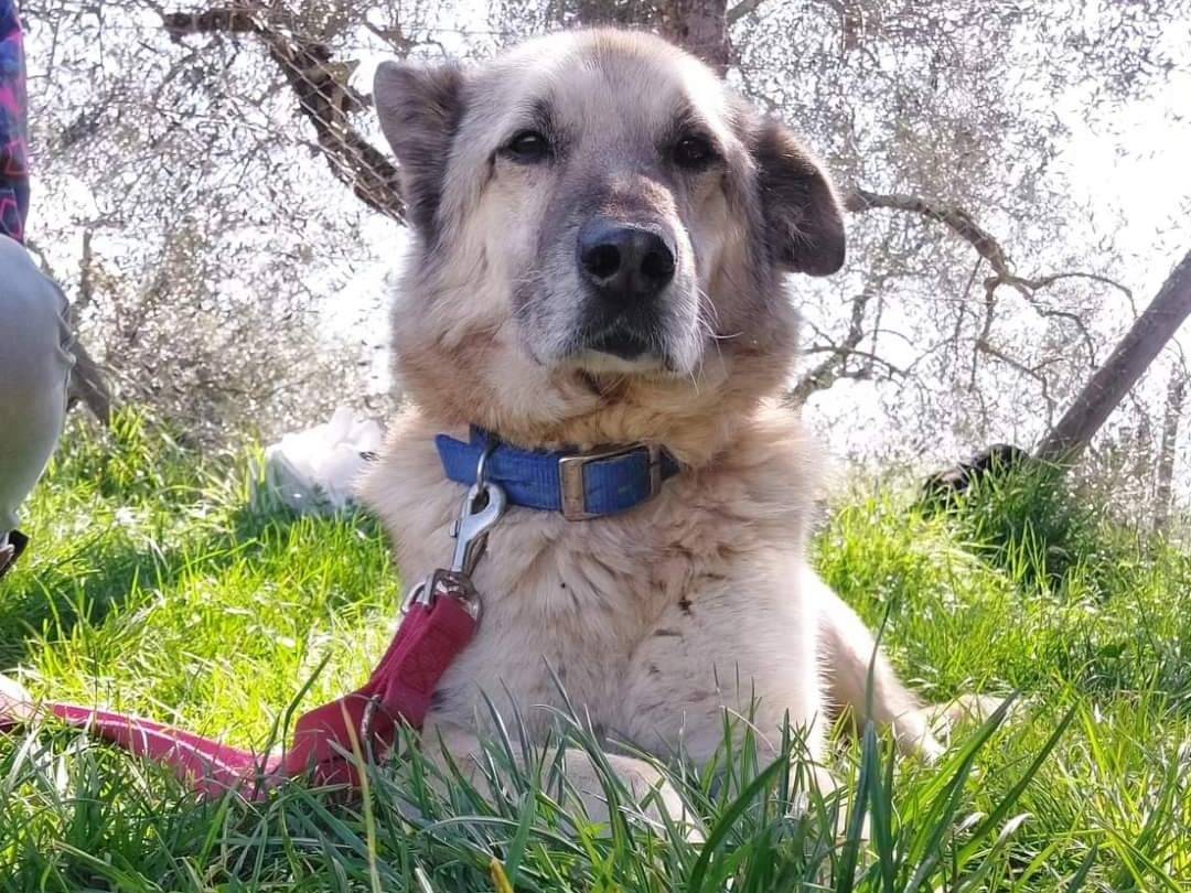 Adotta un cane, taglia media, maschio, Viterbo