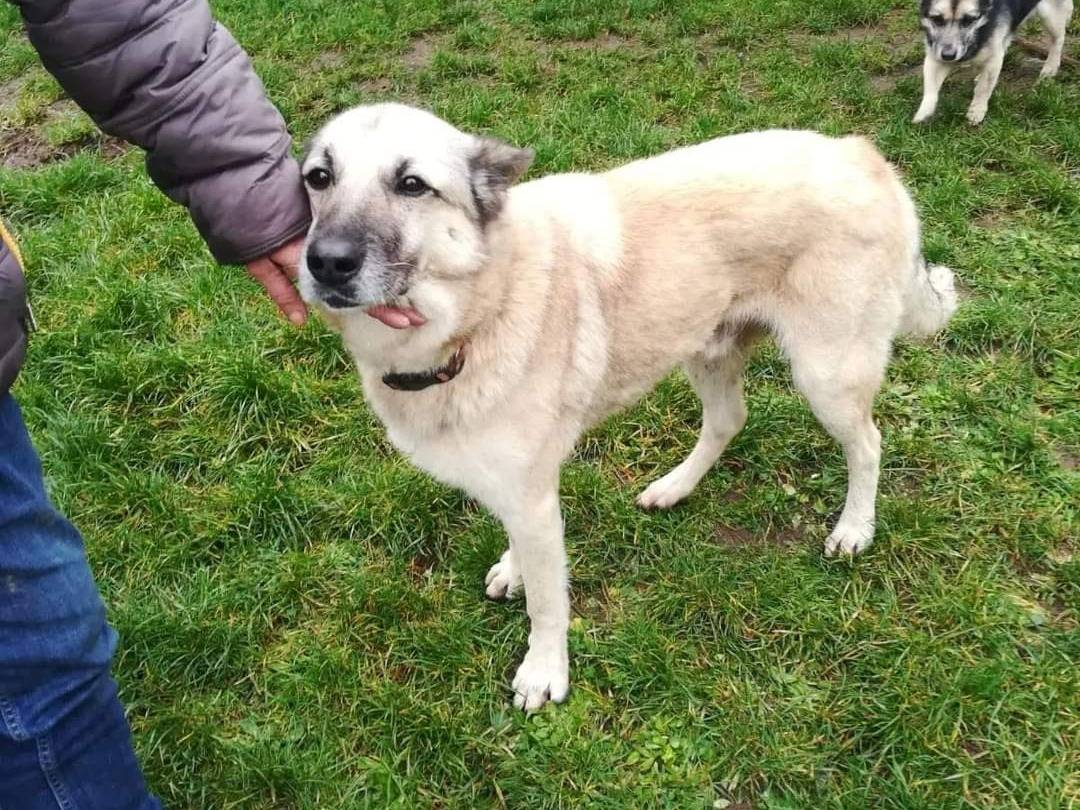 Vuoi adottare un cane a Viterbo?