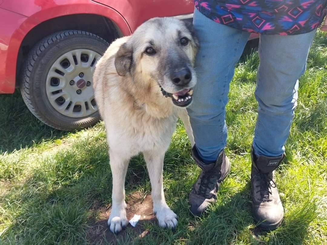 Adotta il cane Lauro a Viterbo