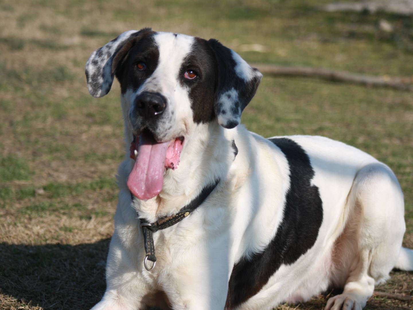 Adotta un cane, taglia gigante, maschio, Napoli