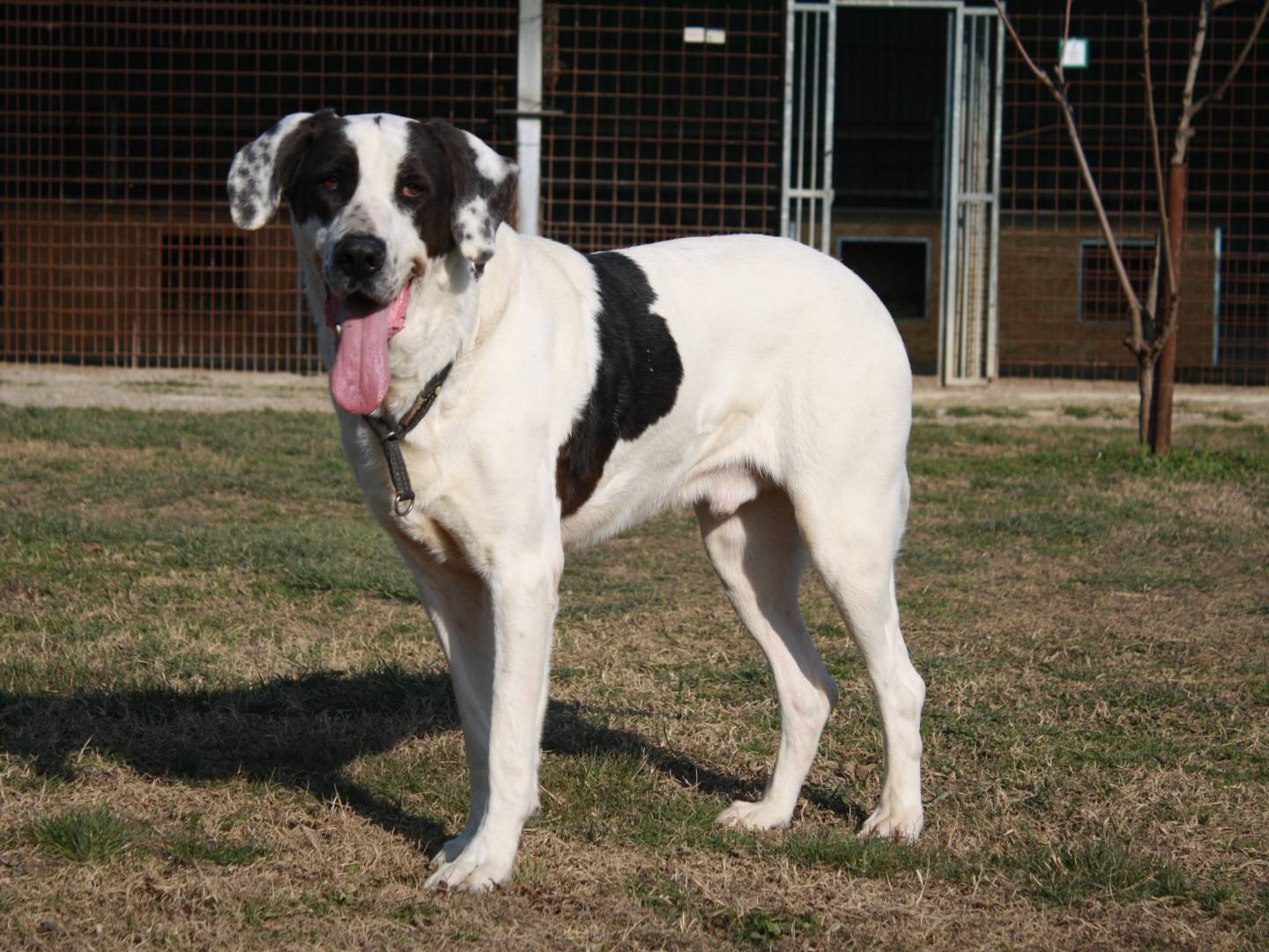Adotta il cane Argo a Napoli