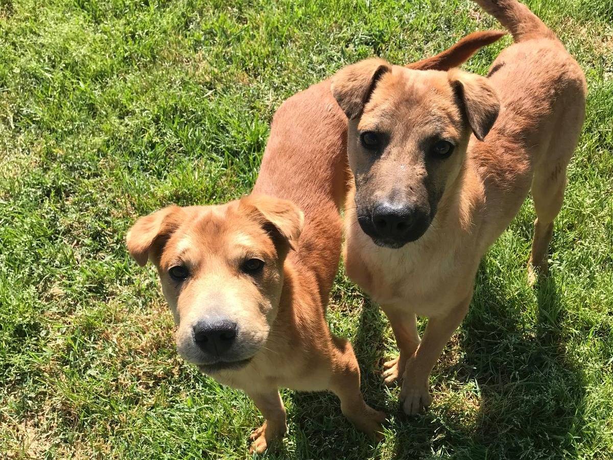 Adotta un cane, maschio, 1 anno e 6 mesi , Latina