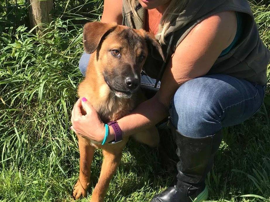Adotta un cane, taglia media contenuta, maschio, Latina