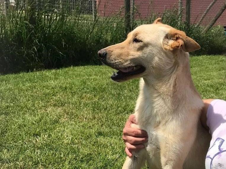 Adotta un cane, femmina, 2 anni  e 7 mesi , Latina