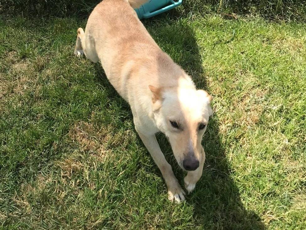Vuoi adottare un cane a Latina?