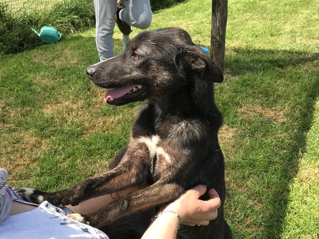 Adotta un cane, femmina, 2 anni  e 8 mesi , Latina