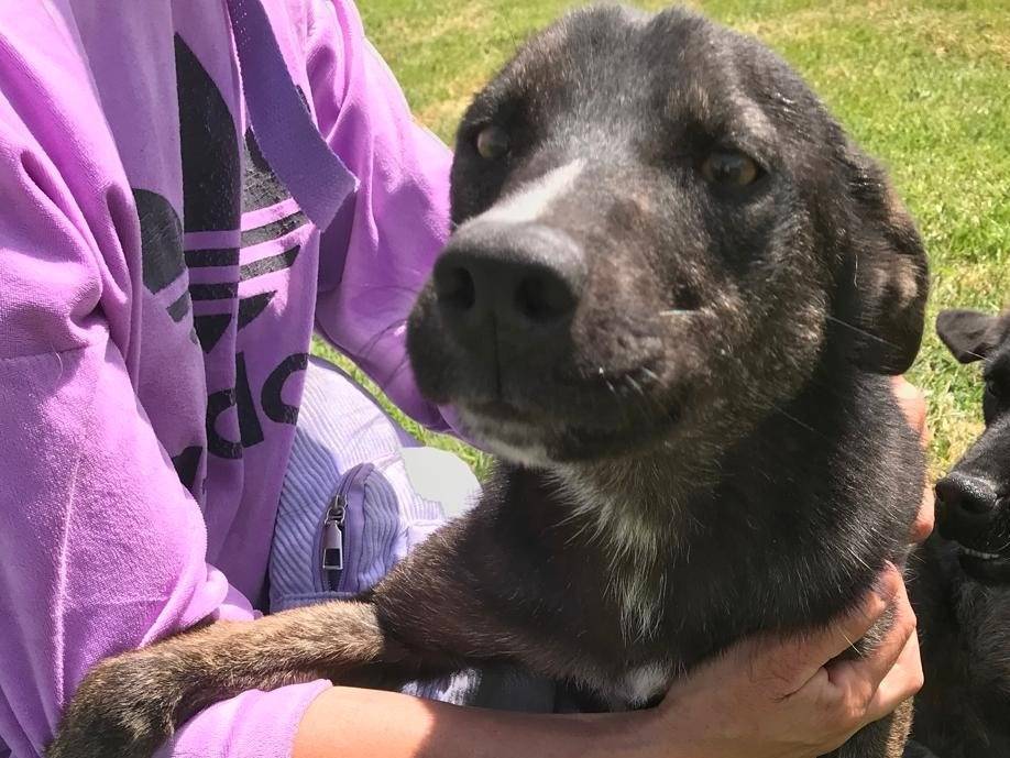 Vuoi adottare un cane a Latina?