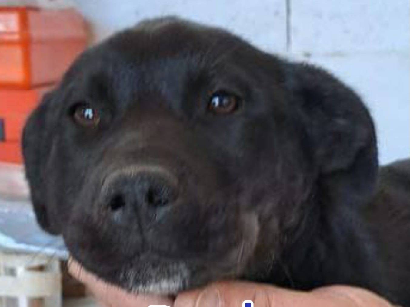 Adozione cane, femmina, meticcio, 1 anno e 9 mesi, taglia media, Crotone