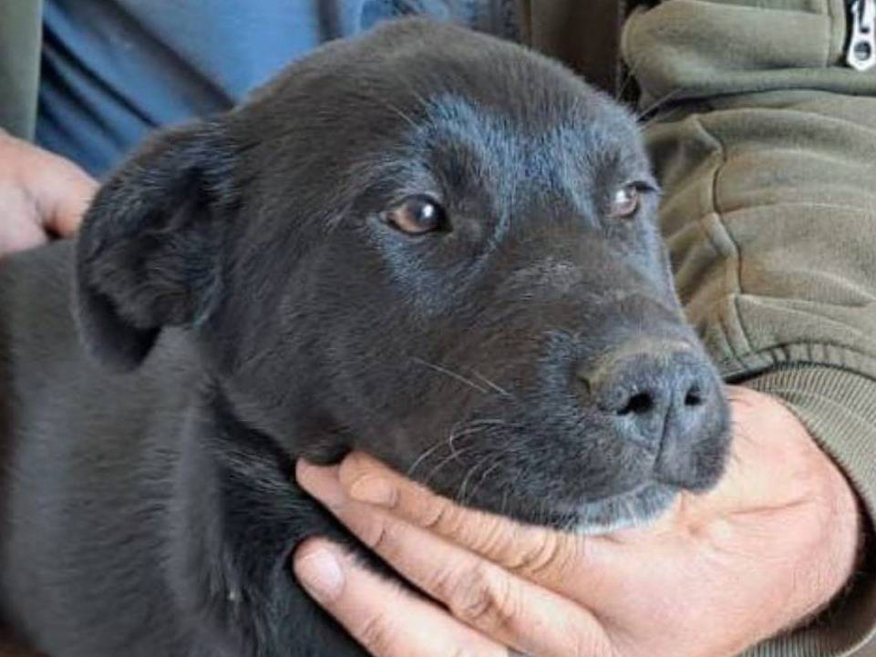 Adotta un cane, femmina, 1 anno e 9 mesi, Crotone