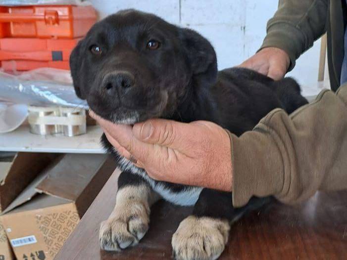 Adotta un cane, taglia media, femmina, Crotone