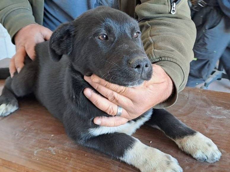 Vuoi adottare un cane a Crotone?