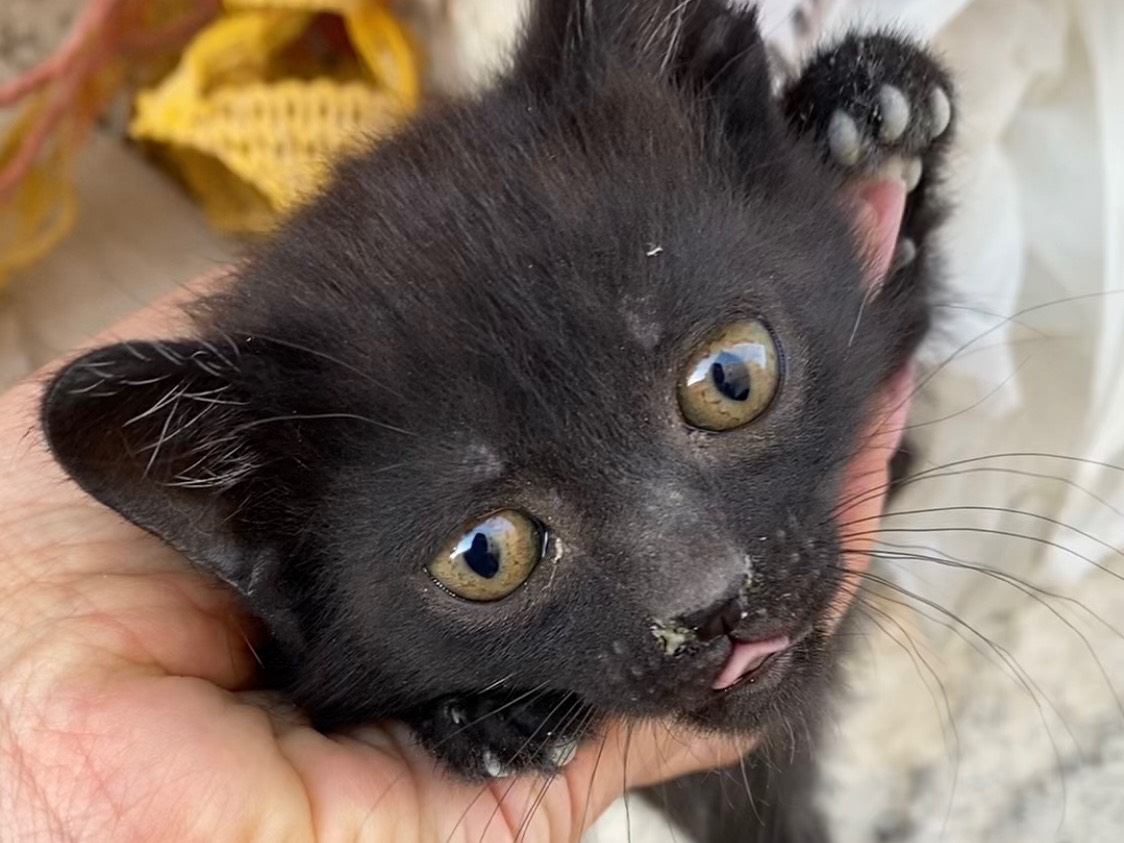 Adotta un gatto, femmina, 1 anno e 7 mesi, Taranto