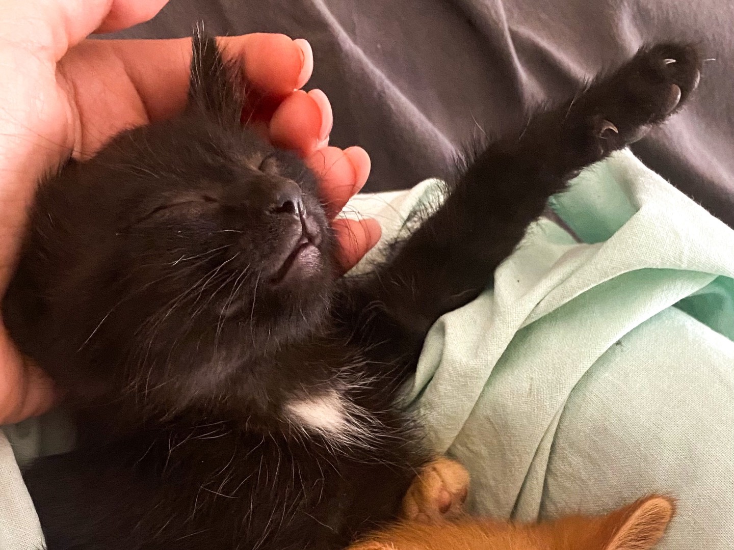 Adotta un gatto, taglia non valida, femmina, Taranto
