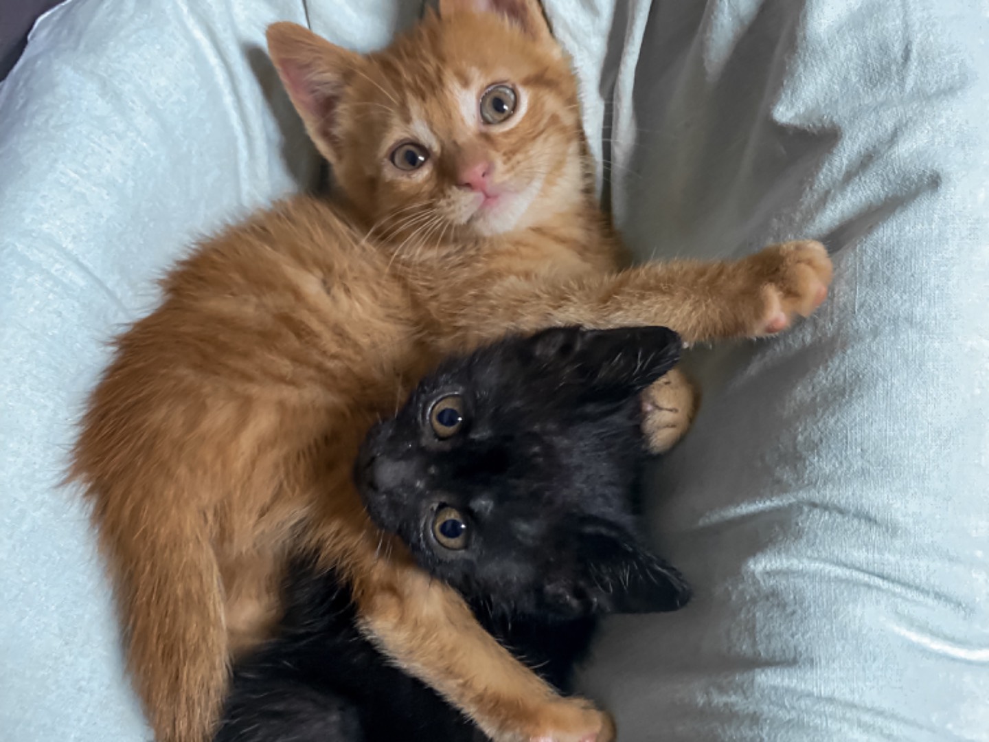 Vuoi adottare un gatto a Taranto?