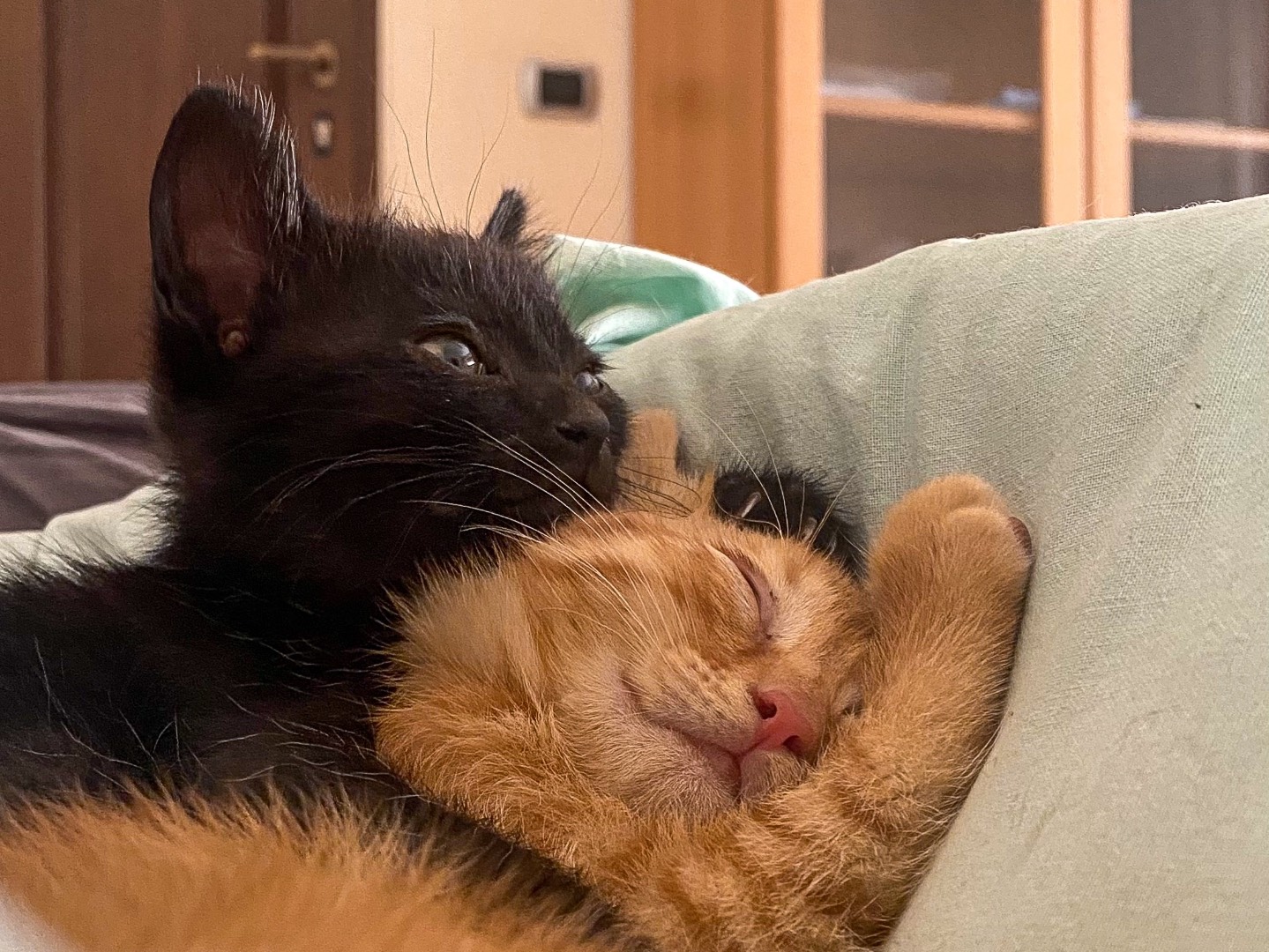 Adozione gatto, femmina, meticcio, 1 anno e 7 mesi, taglia non valida, Taranto