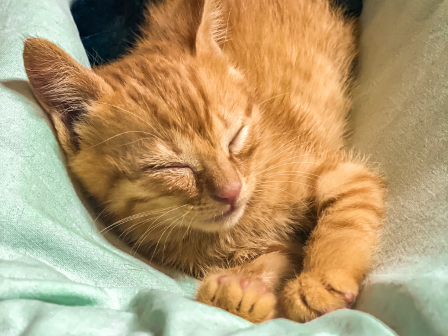 Adozione gatto, maschio, meticcio, 1 anno e 7 mesi, taglia non valida, Taranto