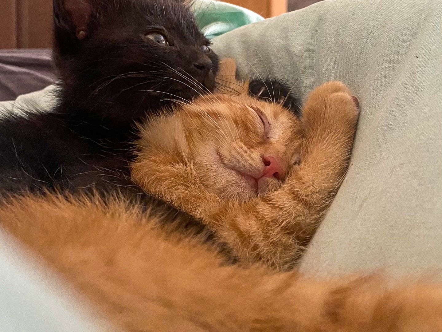 Adotta un gatto, maschio, 1 anno e 7 mesi, Taranto