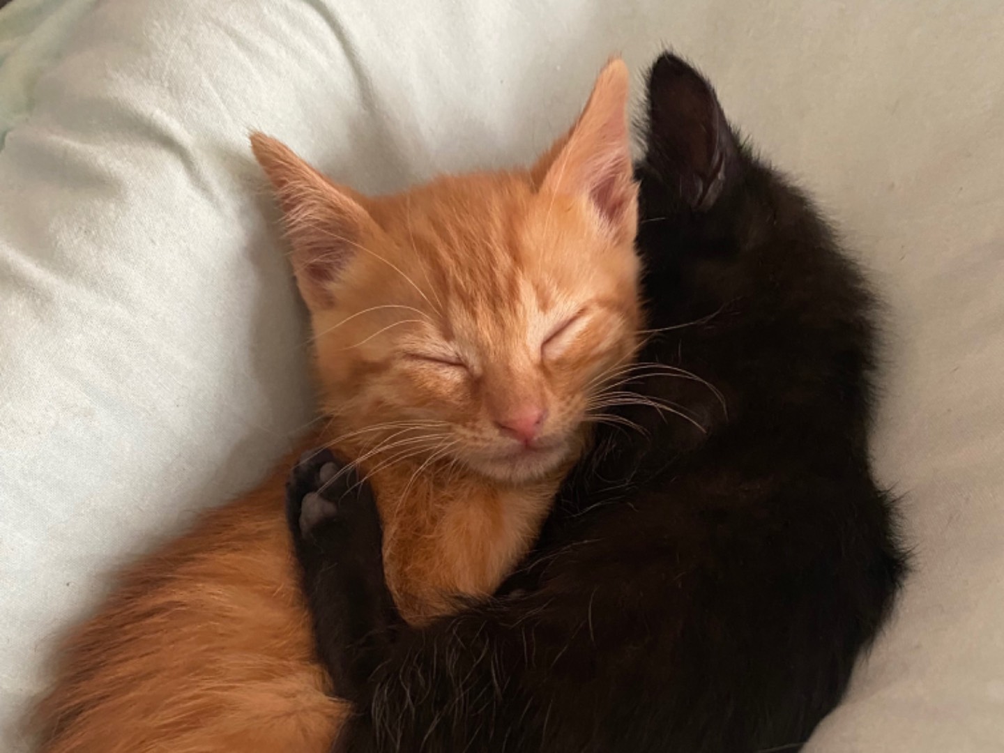 Adotta un gatto, taglia non valida, maschio, Taranto