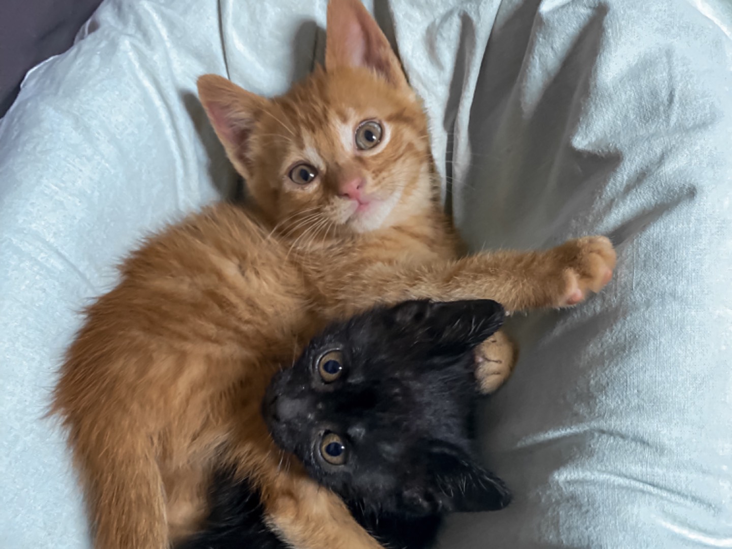 Vuoi adottare un gatto a Taranto?