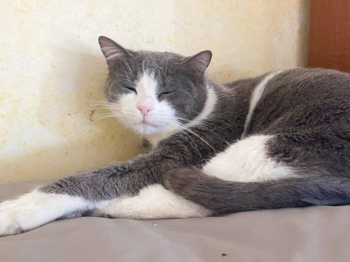 Vuoi adottare un gatto a Cremona?