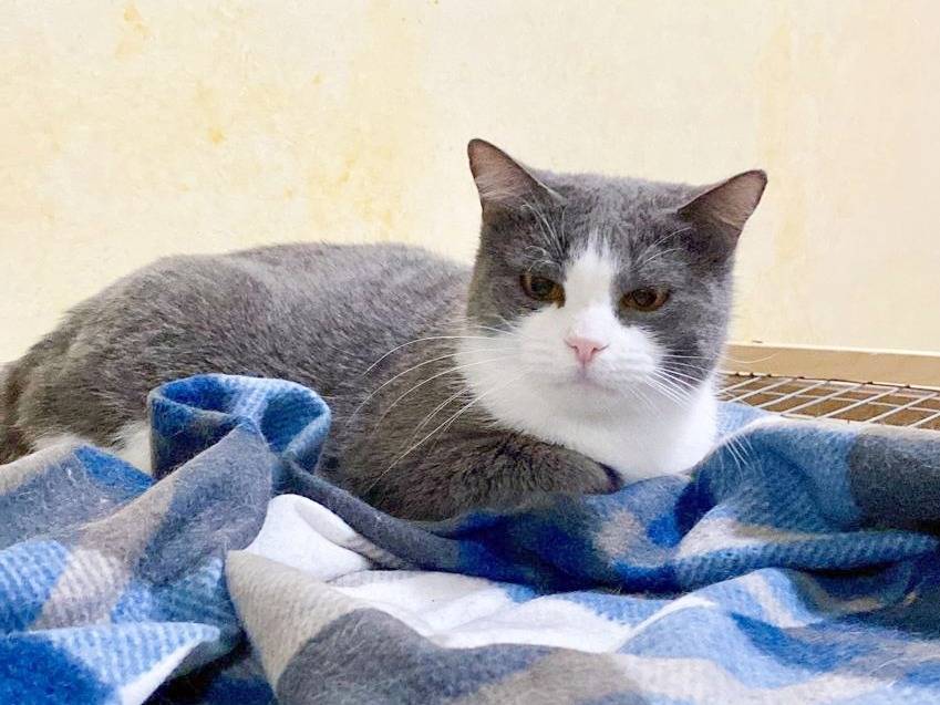 Adotta il gatto Lucrezia a Cremona