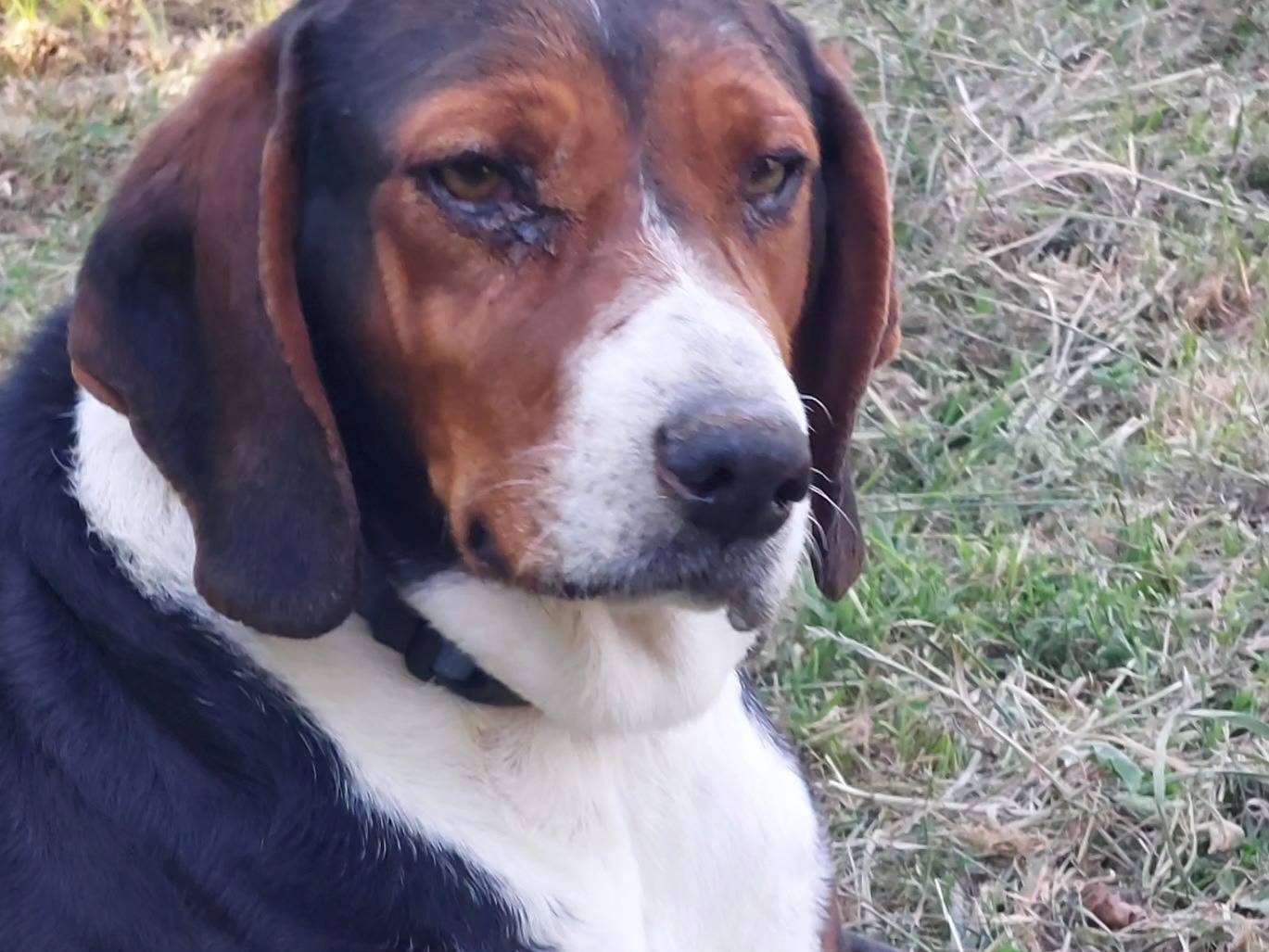 Adotta un cane, femmina, 9 anni  e 4 mesi , Viterbo