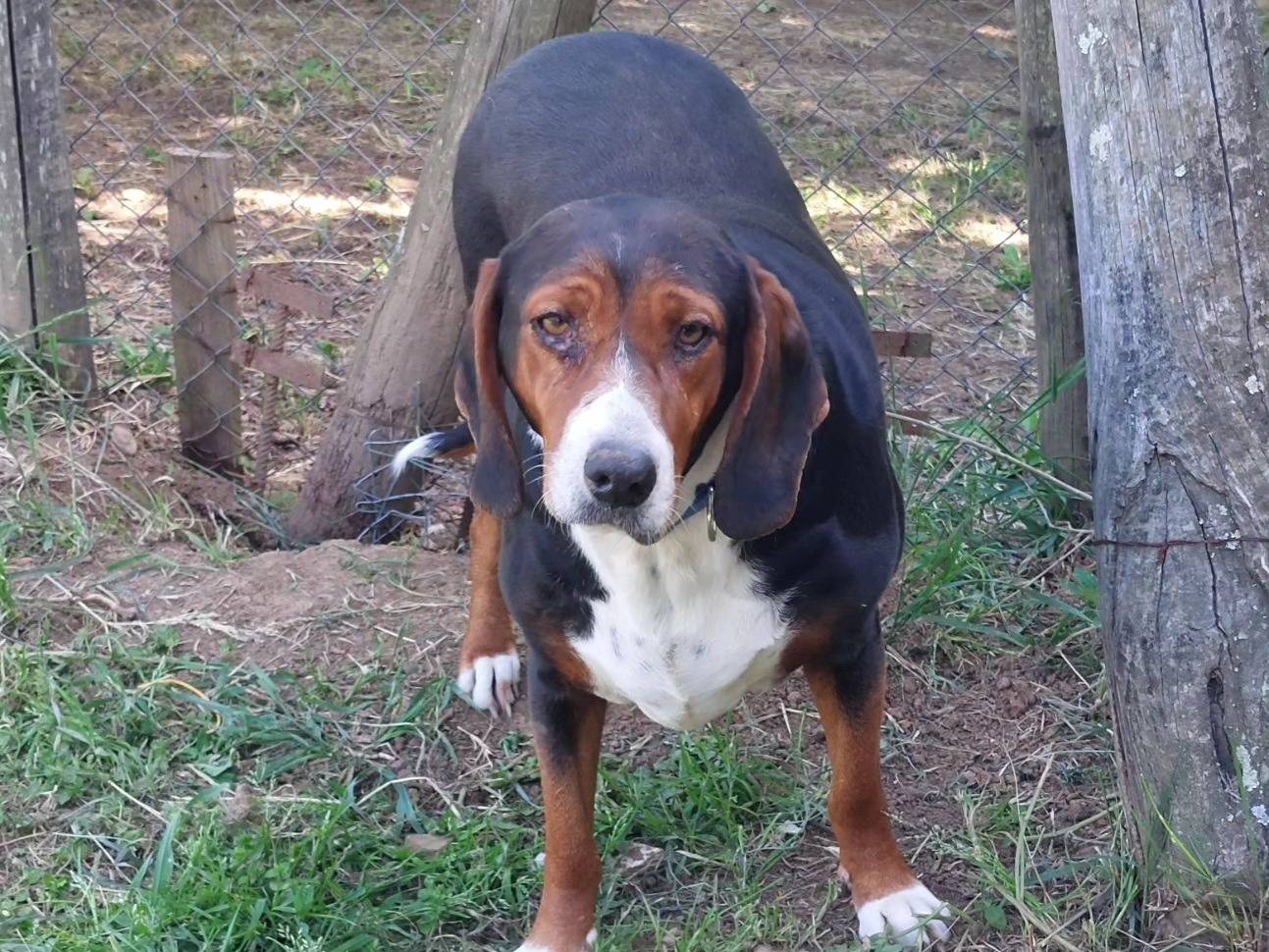 Adotta un cane, taglia media, femmina, Viterbo