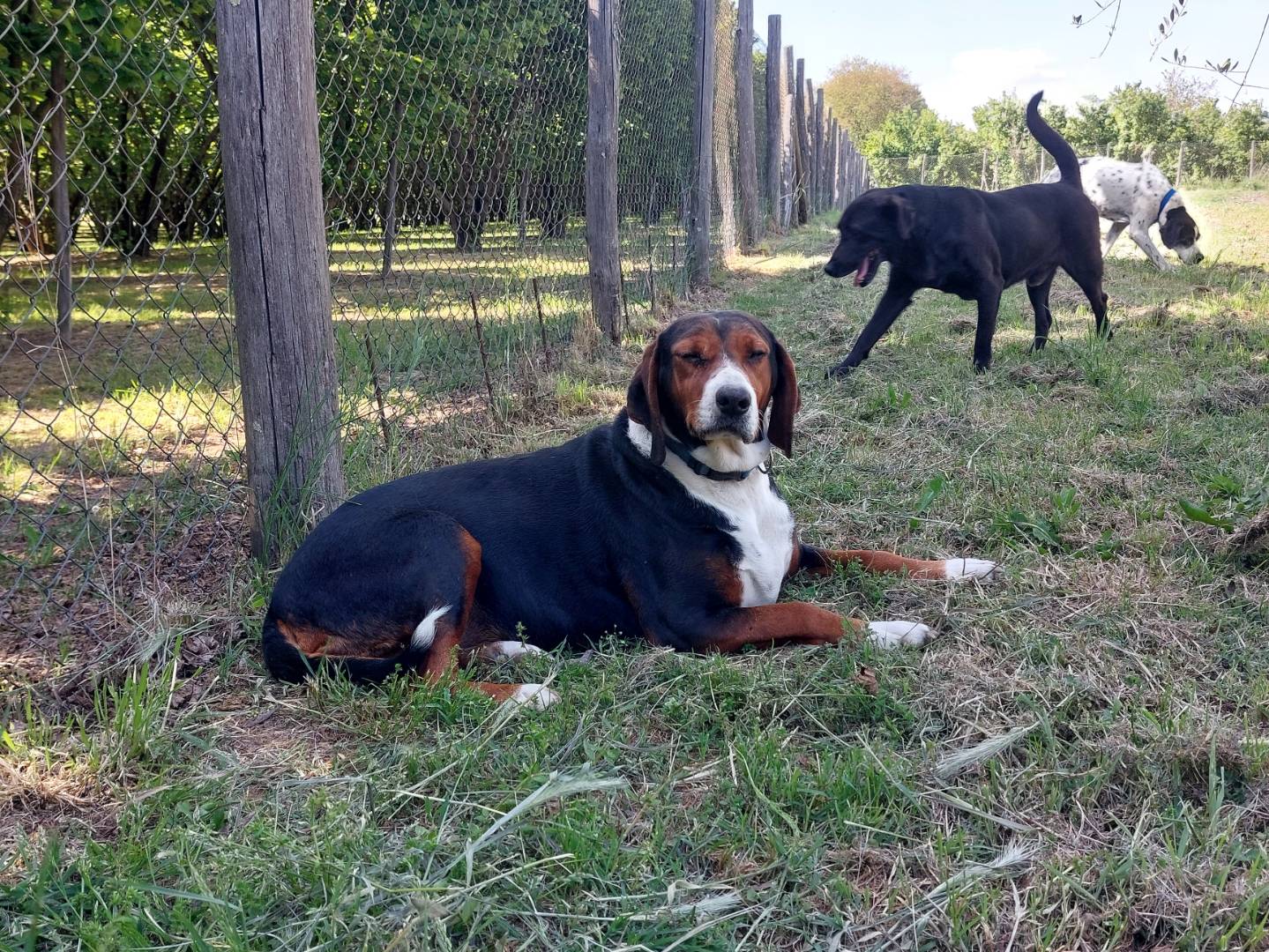 Vuoi adottare un cane a Viterbo?