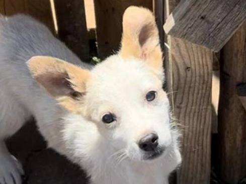 Adozione cane, femmina, meticcio, 1 anno e 9 mesi, taglia piccola, Crotone