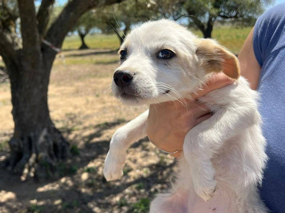 Adotta un cane, femmina, 1 anno e 9 mesi, Crotone
