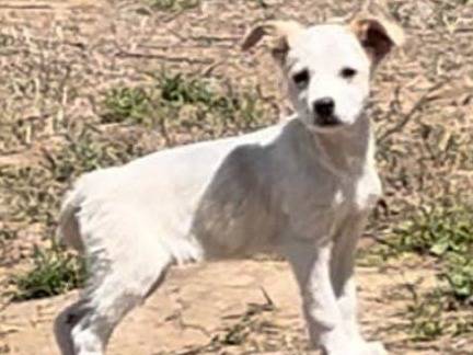 Adotta un cane, taglia piccola, femmina, Crotone