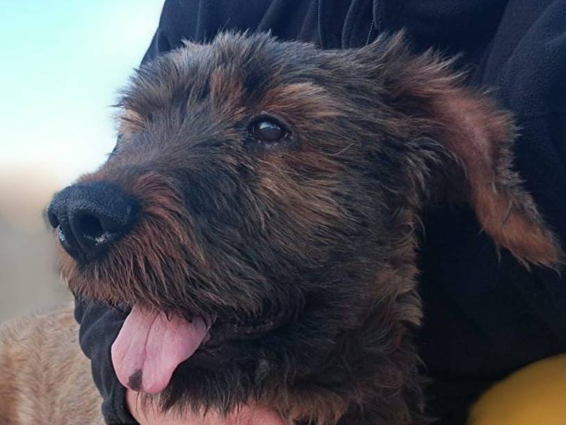 Adozione cane, femmina, meticcio, 6 anni e 10 mesi, taglia gigante, Crotone