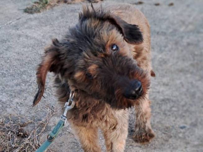 Adotta il cane BRIE a Crotone