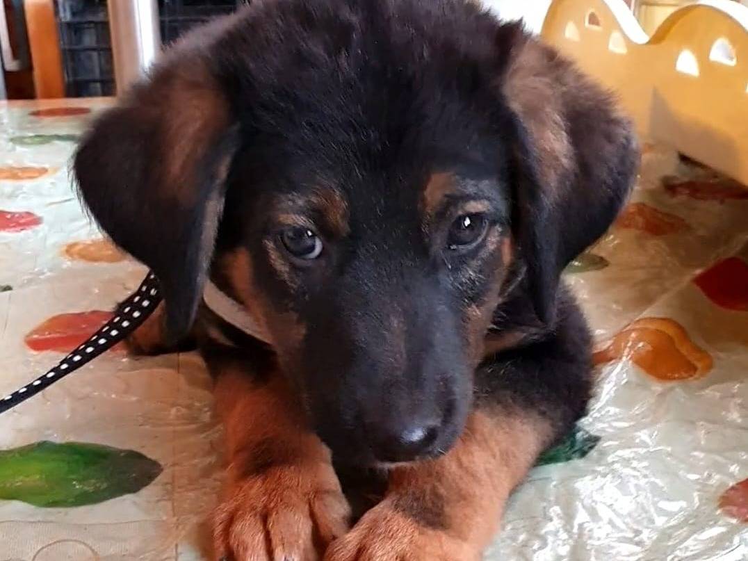 Adozione cane, maschio, Pastore tedesco Pastore tedesco, 1 anno e 8 mesi, taglia media contenuta, Taranto