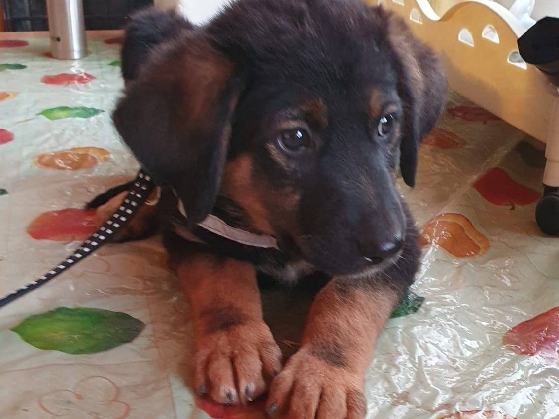 Adotta un cane, maschio, 1 anno e 8 mesi, Taranto