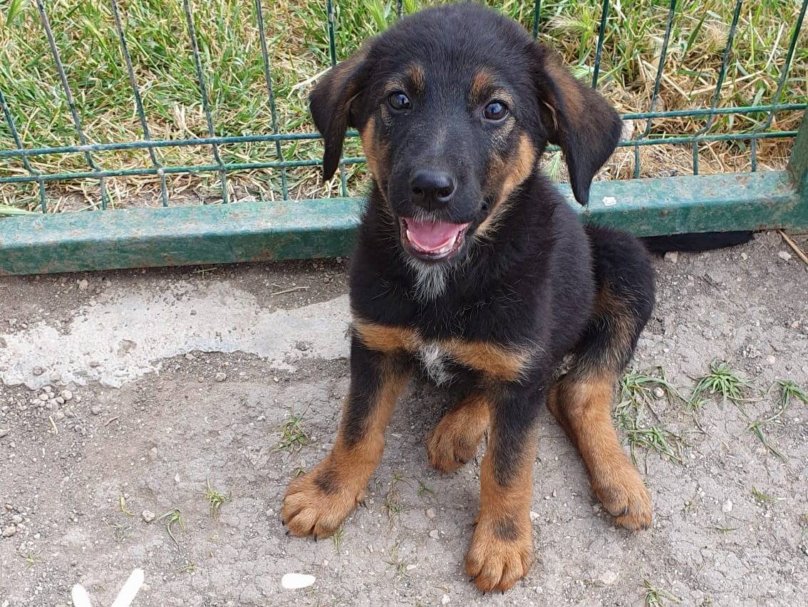 Adotta un cane, taglia media contenuta, maschio, Taranto
