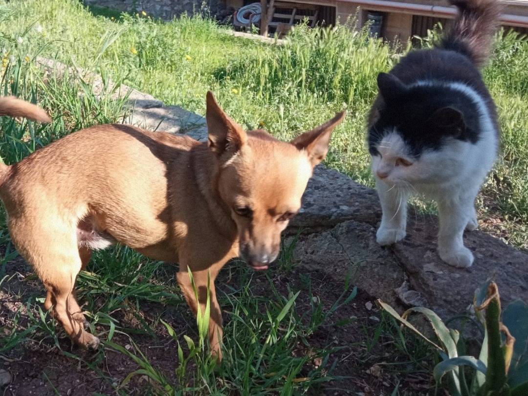Adotta un cane, maschio, 4 anni e 6 mesi, Taranto